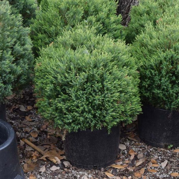 False Cypress Heatherbun #3
