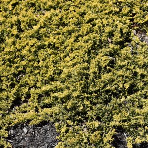 Juniper Mother Lode #1