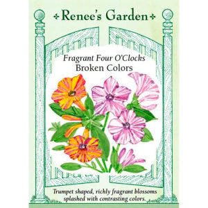 Seed Pack Renee's Garden Four O' Clocks Broken Colors