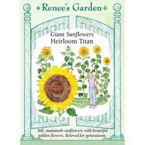 Seed Pack Renee's Garden Sunflower Titan Giant Heirloom