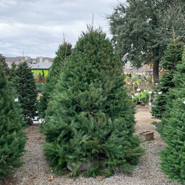 Douglas Fir Cut Christmas Tree 9-10′