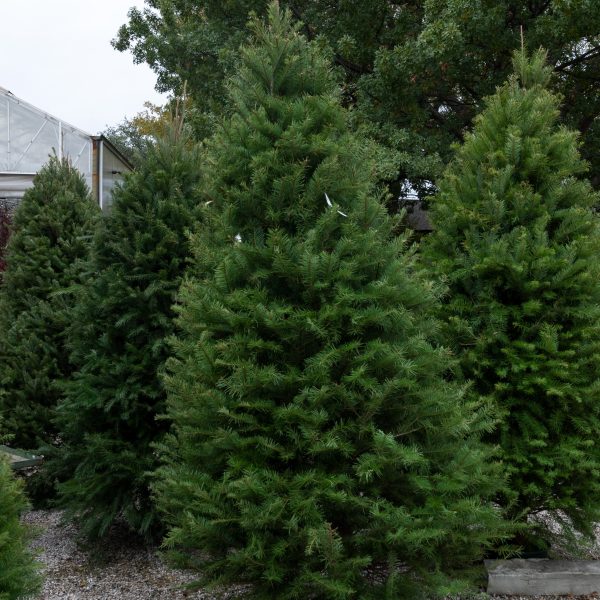 Douglas Fir Cut Christmas Tree 8-9′