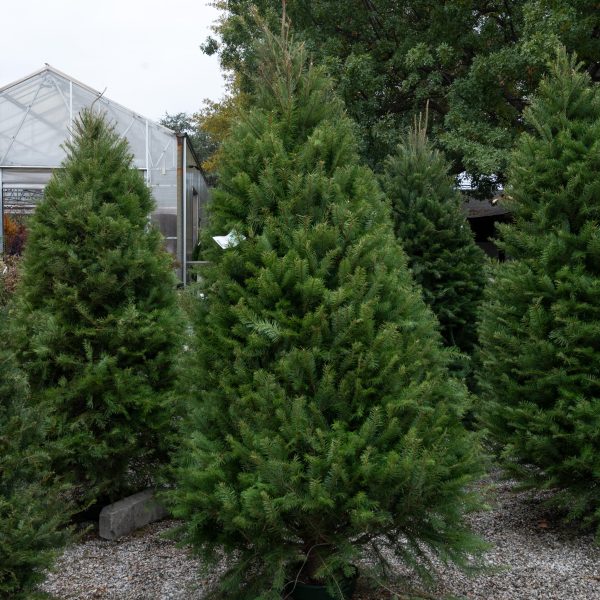 Douglas Fir Cut Christmas Tree 7-8′