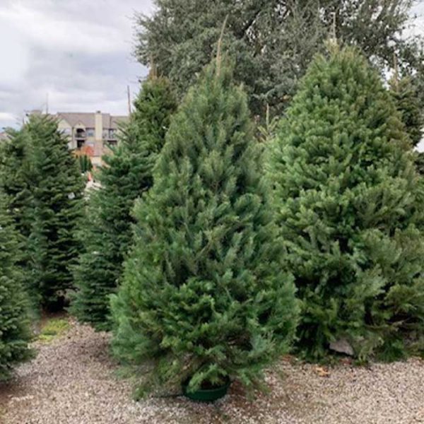 Douglas Fir Cut Christmas Tree 6-7′