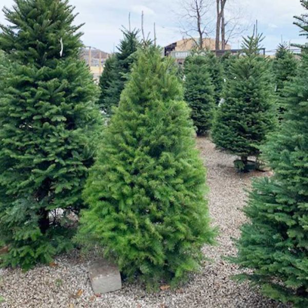 Douglas Fir Cut Christmas Tree 5-6′