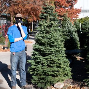 Chrismas Tree Noble Fir 5-6′