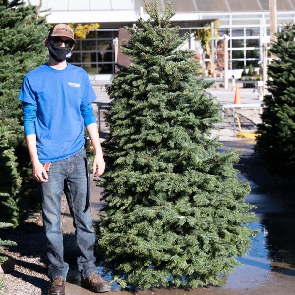 Christmas Tree Noble Fir 6-7′