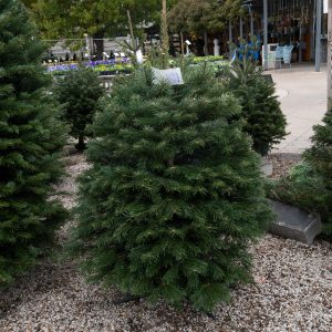 Christmas Tree Nordmann Fir 2-4′