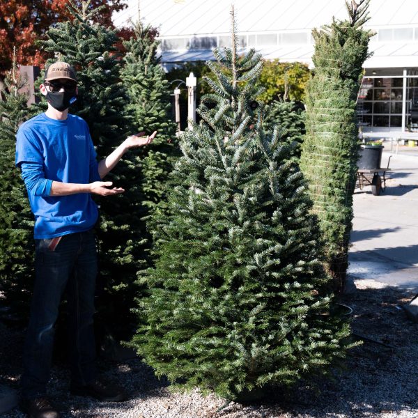 Christmas Tree Nordmann Fir 6-7′