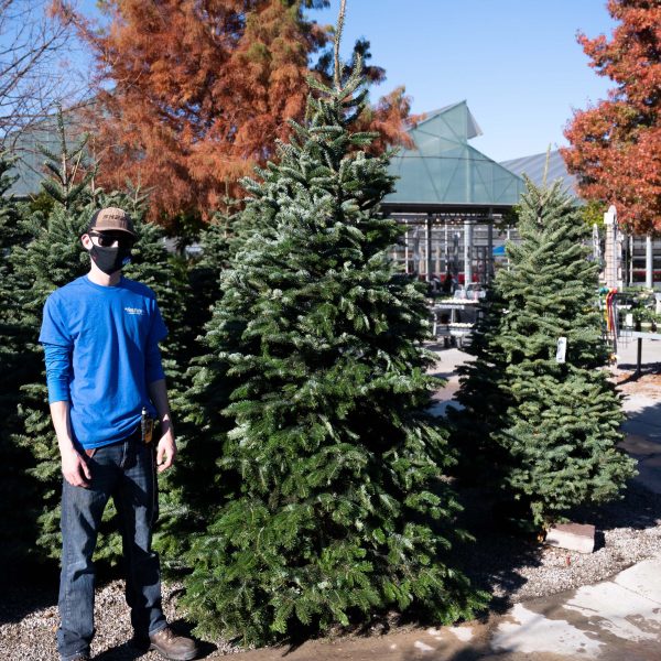 Christmas Tree Nordmann Fir 7-8′