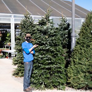 Christmas Tree Nordmann Fir 8-9′