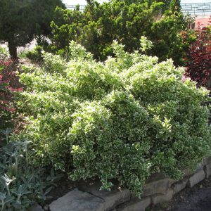 Euonymus Emerald Gaiety #1