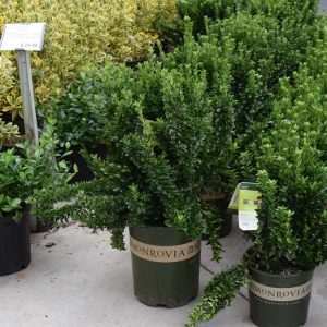 Euonymus Green Spire #5