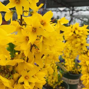 Forsythia Magical Gold #2