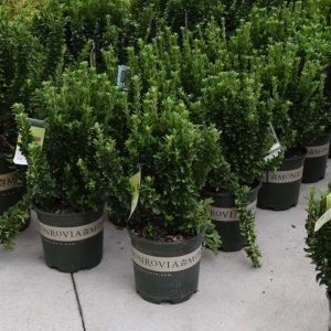 Euonymus Green Spire #2