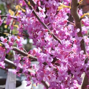 Redbud The Rising Sun #7