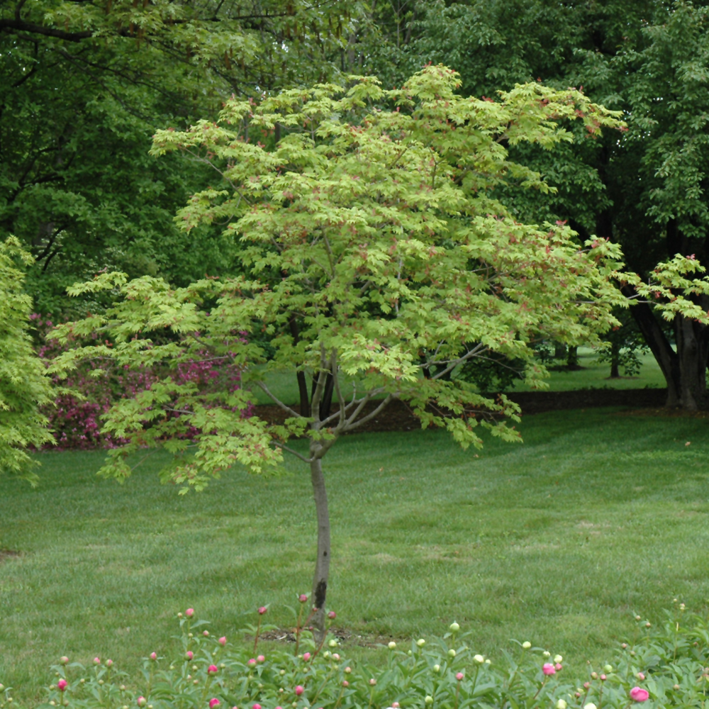 Maple Japanese Fernleaf Full Moon #6