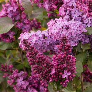 Lilac French Old Glory #2