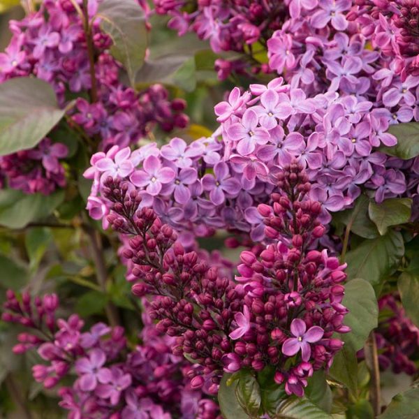 Lilac French Old Glory #2
