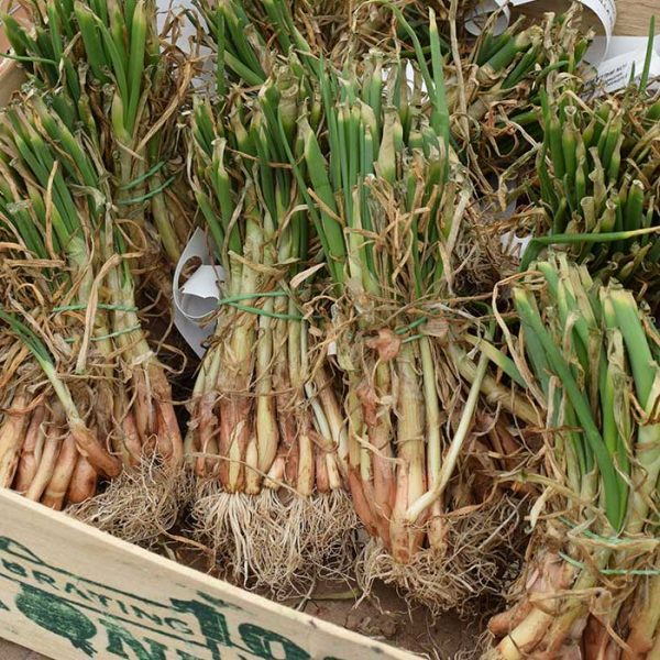 Onion Walla Walla 30Pk