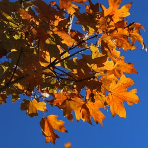 MAPLE SUGAR "FALL FIESTA"