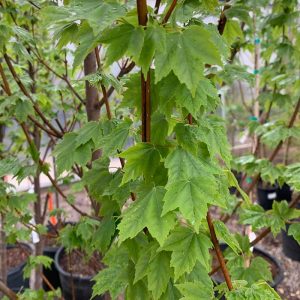 Red Maple Brandywine