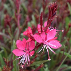 Gaura Belleza Dark Pink #1