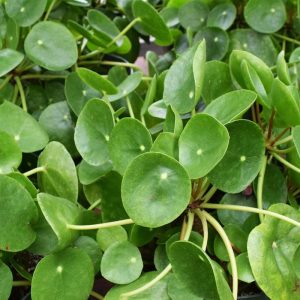 Pilea Peperomioides (Small)