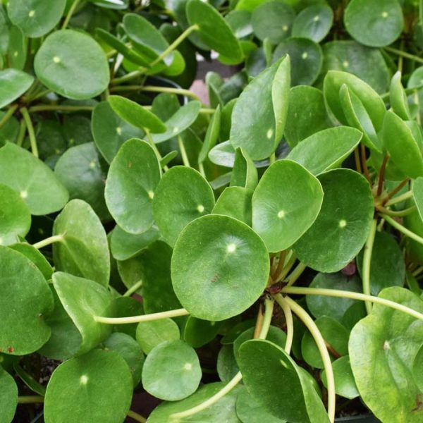 Pilea Peperomioides (Small)