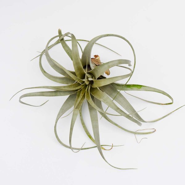 Tillandsia $19.99