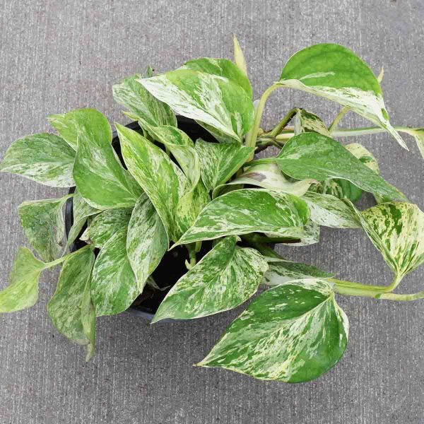 Pothos Marble Queen (Medium)