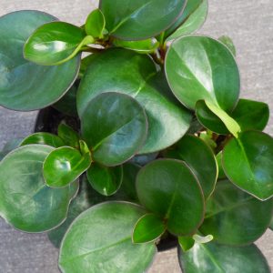 Peperomia Green (Small)