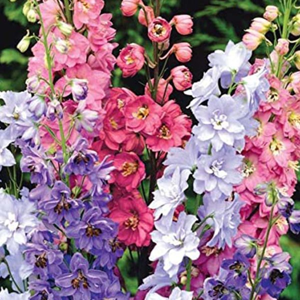 Seed Pack Cornucopia Delphinium Pacific Giants Mixed Colors
