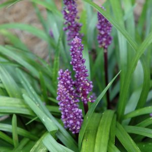 Liriope Royal Purple #1