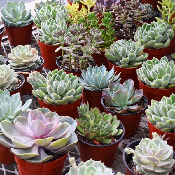 Succulents Assorted (Small)