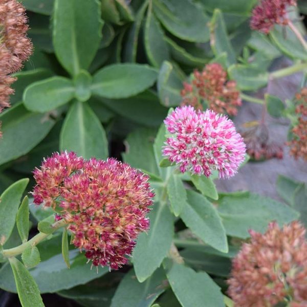 Sedum Autumn Joy #1