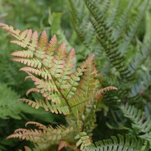Fern Autumn #1