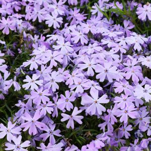 Perennials