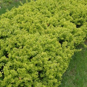 Barberry Bonanza Gold #1