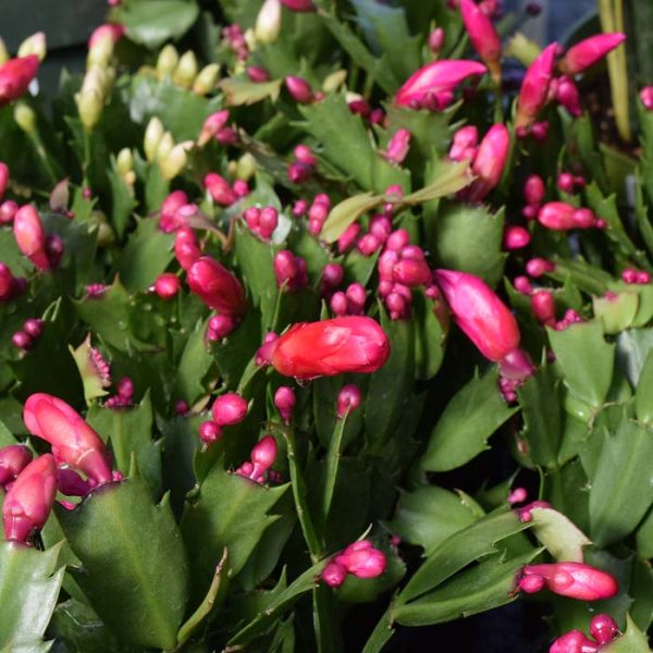 Christmas Cactus (Small)