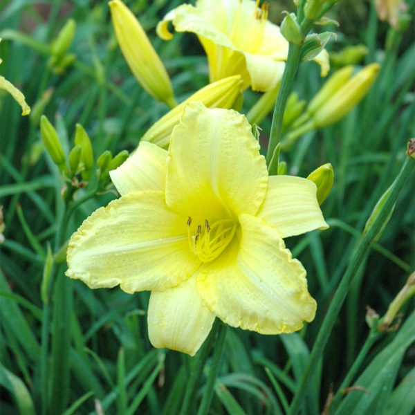 Daylily Happy Returns #1