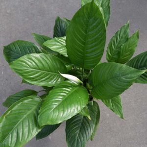 Spathiphyllum (Medium)