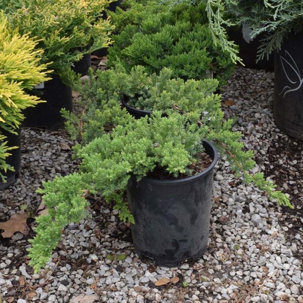 Juniper Greenmound #1