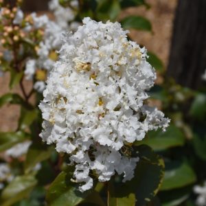 Crape Myrtle Enduring White #3