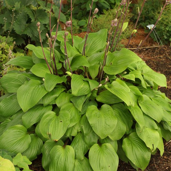 Hosta Designer Genes #1
