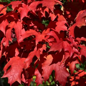 Sugar Maple Powder Keg