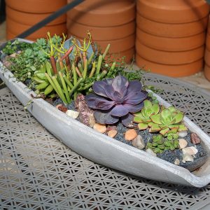 The Californian (succulent boat)
