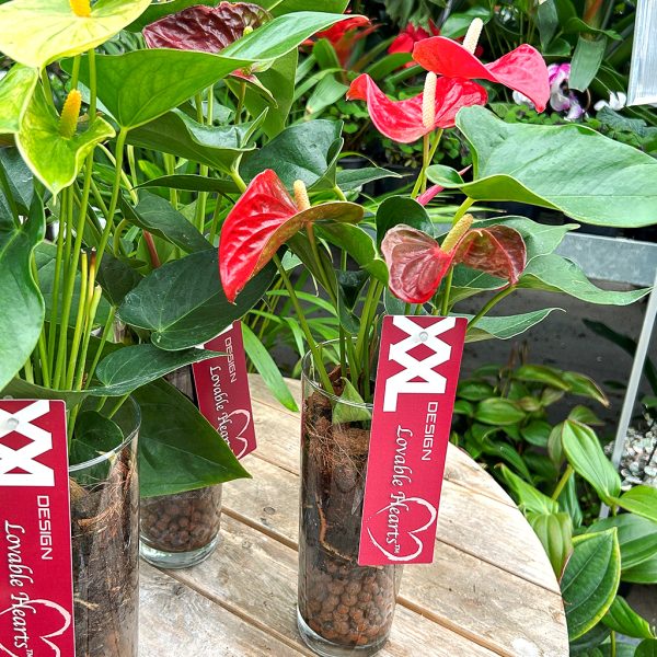 Anthurium in Glass with Moss