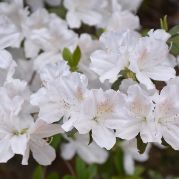 Azalea Delaware Valley #3