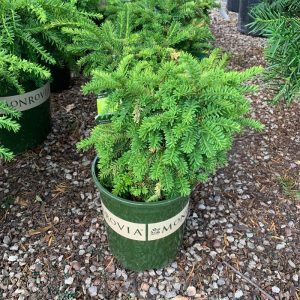 Yew Emerald Spreader #1